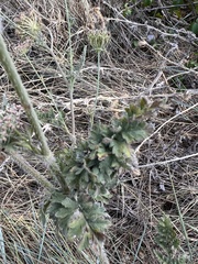 Daucus carota gummifer