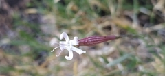 Silene guntensis