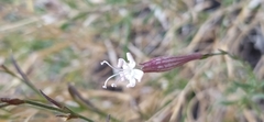 Silene guntensis