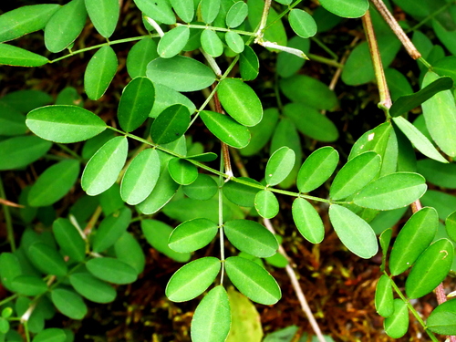 Image of Indigofera pseudotinctoria by (c) Jacy Chen, some rights reserved (CC BY)