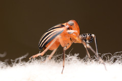 Phylloscelis atra