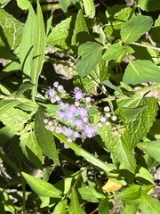 Conoclinium coelestinum