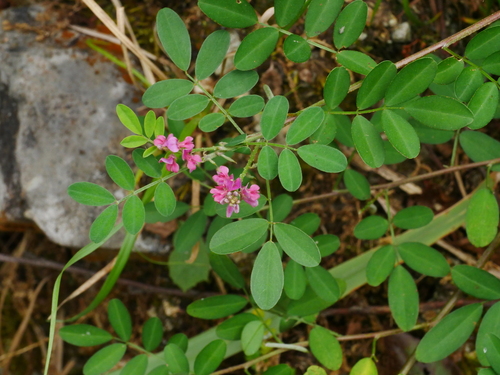 Image of Indigofera pseudotinctoria by (c) Jacy Chen, some rights reserved (CC BY)