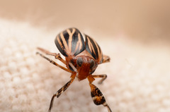 Phylloscelis atra