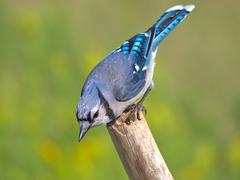 Cyanocitta cristata image