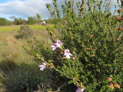 Prostanthera eurybioides