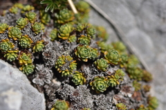 Saxifraga marginata