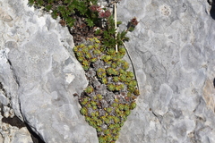 Saxifraga marginata