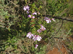Prostanthera eurybioides