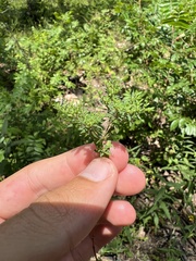 Paronychia fastigiata