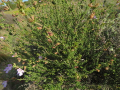 Prostanthera eurybioides