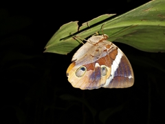 Thauria lathyi