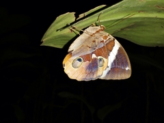 Thauria lathyi