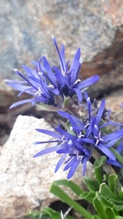 Jasione orbiculata