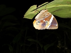 Thauria lathyi