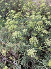 Crithmum maritimum