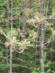 Sirococcus conigenus