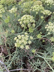 Crithmum maritimum