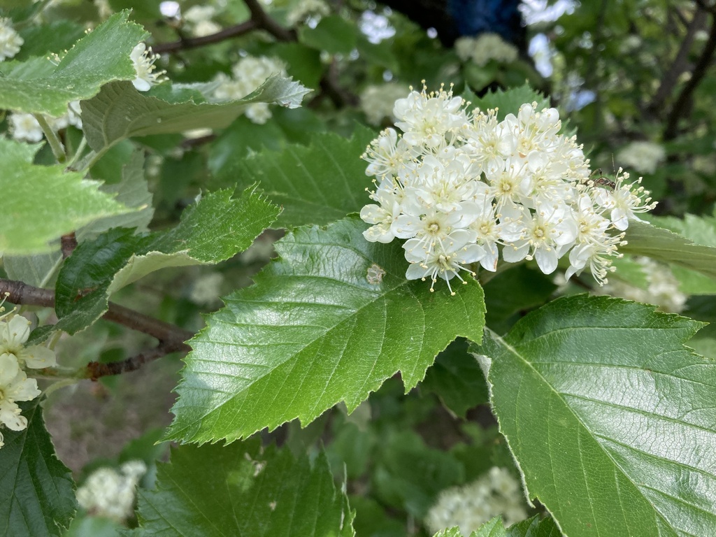 Karpatiosorbus semi-incisa