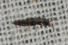 Xantholininae