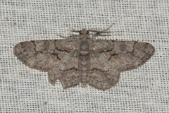 Geometridae