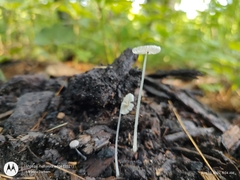 Coprinellus velatopruinatus