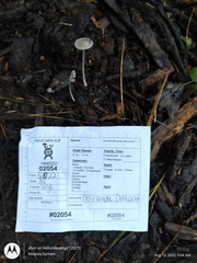 Coprinellus velatopruinatus