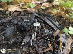 Coprinellus velatopruinatus