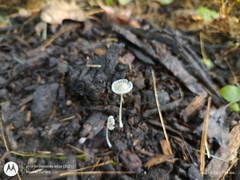 Coprinellus velatopruinatus