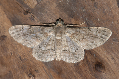 Geometridae