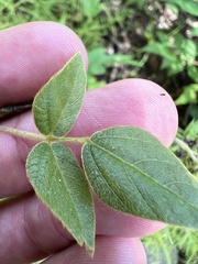 Amphicarpaea bracteata comosa