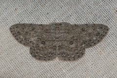 Geometridae