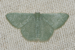 Geometridae