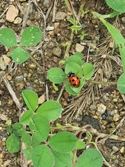 Coccinella septempunctata
