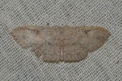 Perixera illepidaria