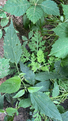 Ambrosia artemisiifolia