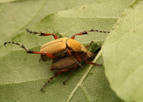 Rose chafer