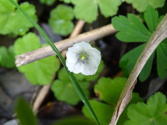 Geranium suzukii