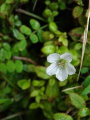 Geranium suzukii