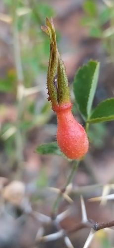 Afghan Rose (Rosa maracandica)