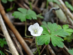 Geranium suzukii