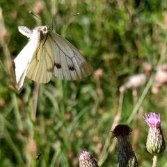 Pieris napi