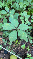 Parthenocissus quinquefolia