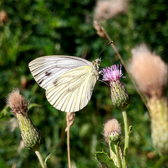 Pieris napi