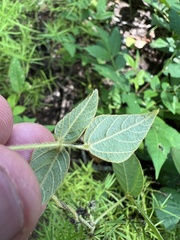 Amphicarpaea bracteata comosa