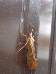 Nemotaulius punctatolineatus