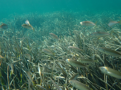 False scad (Caranx rhonchus) — Carangidae — 5