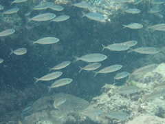 Caranx rhonchus
