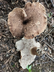 Sarcodon quercinofibulatus