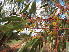 Eucalyptus brockwayi